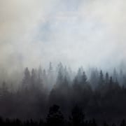 Forest enshrouded in wildfire smoke.